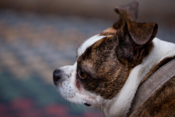 A small white and brown dog. Close-up of the muzzle.