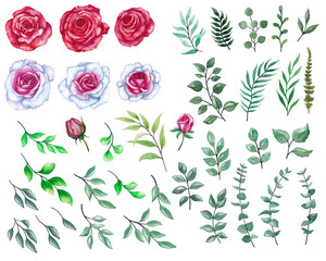 Big set of bright roses and leaves. Watercolor illustration, many elements for design.