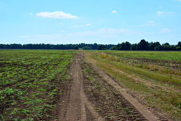 Fototapeta na wymiar cultivated field with tire track crossing the field and blue sky on background