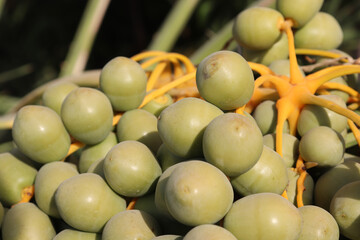 close up of dates unripened in a greenhouse food sweet fruit