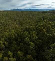 Fototapeta na wymiar aerial view, top down over tree and shrubs, of the Australian bush. forest in Australia.