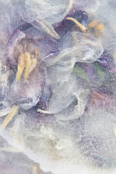 abstract art work of frozen flower petals in ice