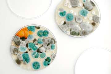 Mold samples on white background. A petri dish with colonies of microorganisms for bacteriological...