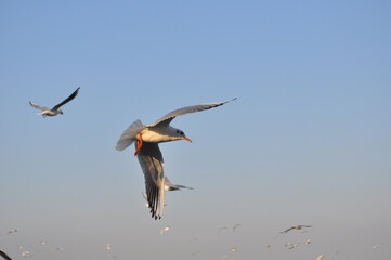 heron in flight