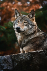 Naklejka na ściany i meble Eurasian Wolf (Canis lupus lupus) beautiful animal in the forest