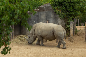 rhino in the wild