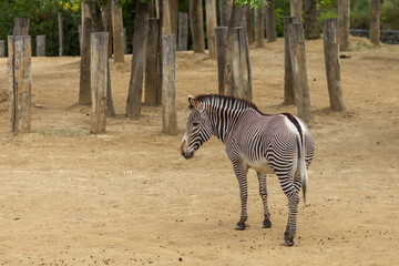 Big adorable zebra on a sunny day.