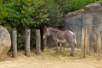 Fototapeta na wymiar Big adorable zebra on a sunny day.