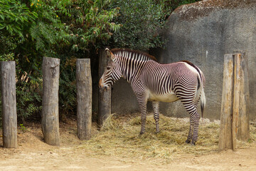 Fototapeta na wymiar Big adorable zebra on a sunny day.