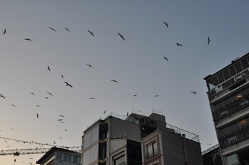 seagull flying over the city