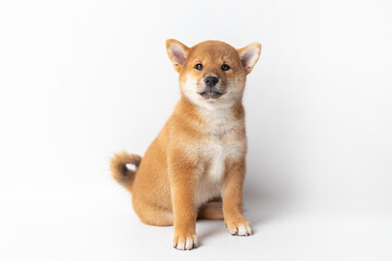 Cute portrait of Red-haired Japanese smiling cute puppy Shiba Inu Dog sitting on isolated white background, front view. Happy pet.