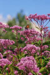 Eupatorium cannabinum, Commonly known as hemp-agrimony, or holy rope in bloom. Butterflies on the flowers Hemp-agrimony, Eupatorium cannabinum