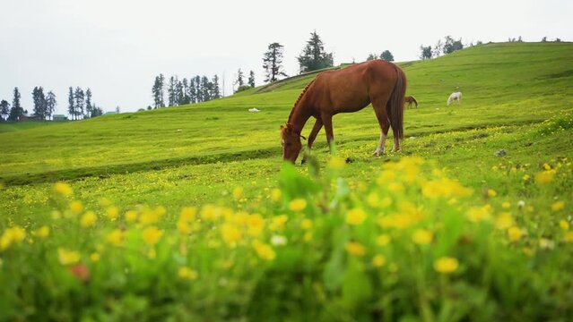 Horses grazing in mountain of Gulmarg a hill station in summer time, a popular skiing destination of the Indian state of Jammu and Kashmir.