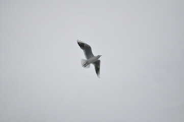 seagull in flight