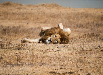 Lions male in the Savannah