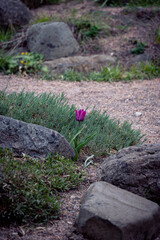 Single pink tulip flower growing among rocks and gravel