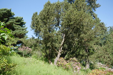 Waldbiotop im Grugapark in Essen