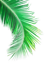 Leaf palm, green coconut leaves isolated on transparent background - PNG format.