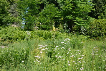 Obraz premium Blühende Wiese im Grugapark in Essen