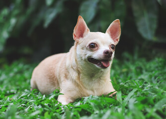 Fototapeta premium cute brown short hair chihuahua dog lying down on green grass in the garden, looking curiously.