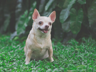 cute brown short hair chihuahua dog sitting  on green grass in the garden, looking curiously.
