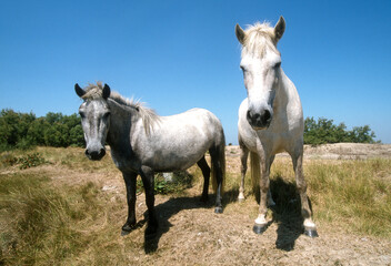 Obraz premium Cheval, race Camarguaise, Camargue, 34