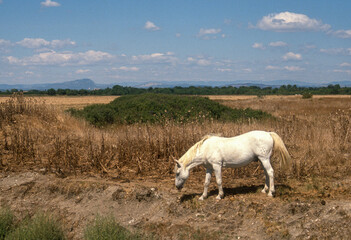 Obraz premium Cheval, race Camarguaise, Camargue, 34