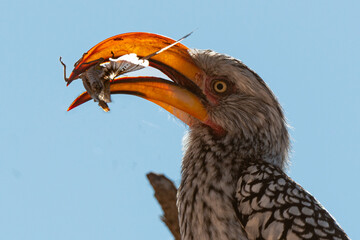 Calao leucomèle,.Tockus leucomelas, Southern Yellow billed Hornbill