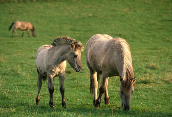 Fototapeta premium Cheval sauvage, race Tarpan
