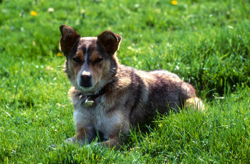 Chien de berger, Chien labrit