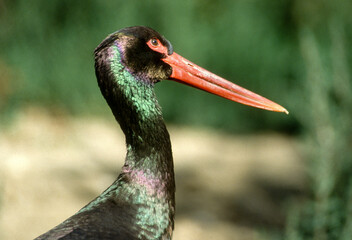 Cigogne noire,.Ciconia nigra, Black Stork