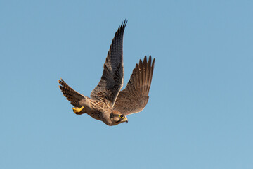 Faucon lanier,.Falco biarmicus, Lanner Falcon