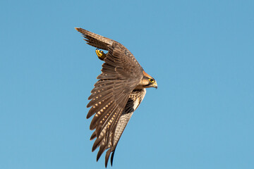 Faucon lanier,.Falco biarmicus, Lanner Falcon