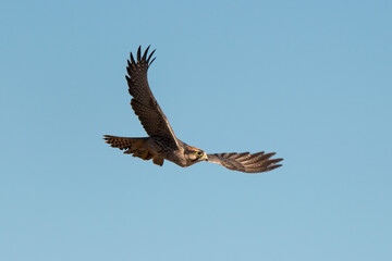 Faucon lanier,.Falco biarmicus, Lanner Falcon