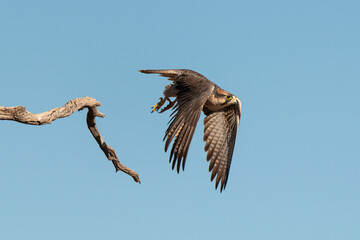 Faucon lanier,.Falco biarmicus, Lanner Falcon