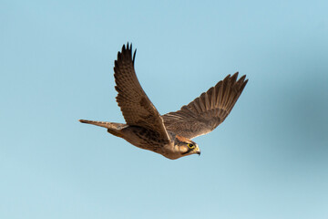 Faucon lanier,.Falco biarmicus, Lanner Falcon