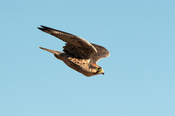 Faucon lanier,.Falco biarmicus, Lanner Falcon