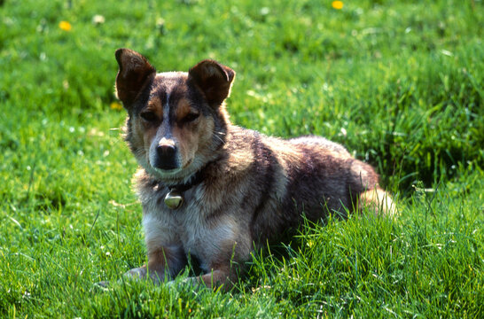 Chien de berger, Chien labrit