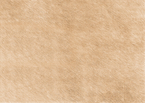 Beige fur texture high resolution