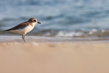 Lesser sand plover on the beach. Charadrius mongolus. Blue background. Natural background. Abstract background.