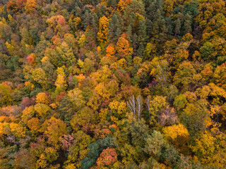 overhead view autumn forest texture