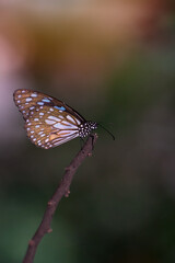 Butterfly in sunset light