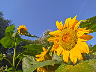 Sunflowers with sky background