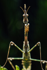 Empusa or stick mantis (Empusa pennata) Mantodean insect of the Empusidae family characterized by its stick-like appearance and its crest on the head. Bug in nature on green plant leaves outdoors.