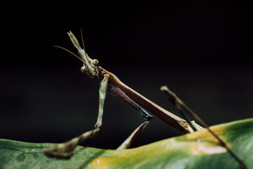 Empusa or stick mantis (Empusa pennata) Mantodean insect of the Empusidae family characterized by its stick-like appearance and its crest on the head. Bug in nature on green plant leaves outdoors.