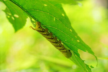 Beautiful yellow caterpillars are eating green leaves...