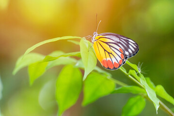 Beautiful butterfly on leaves with sunlight