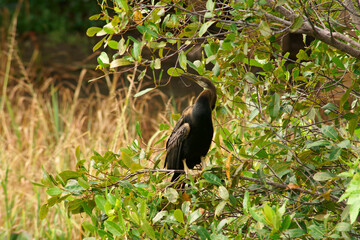 Fototapeta premium cormorant is perched on a branch
