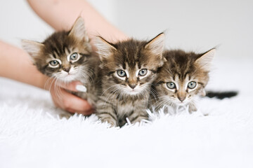 Fototapeta premium Happy fluffy three kittens love to be held 
