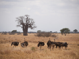 Ostrich in the savanna